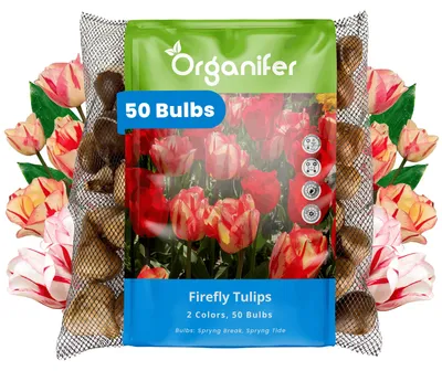 Obrázok produktu pre Tulipánové Cibule - 50 Kvetinových Cibúľ - Svetluška - Spryng Tide & Break Farebný Mix - Organifer