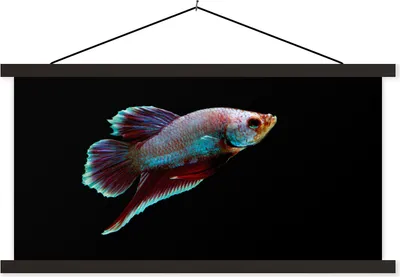 Produktbild von MuchoWow® Textilposter Fische - Tiere - Licht 150x75 cm mit schwarzem Rahmen - Posterleiste
