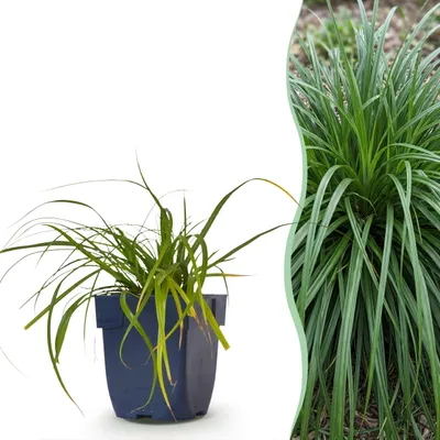 Zdjęcie produktu dla Carex oshimensis Evergreen – turzyca japońska – wiecznie zielona – zielona - 15-25cm - Ø11cm - Roślina ogrodowa