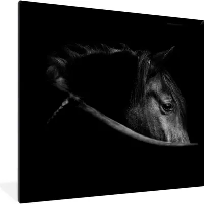 Produktbild von MuchoWow® Gerahmtes Poster Pferde - Porträt - Schwarz - Tiere 40x40 cm - Poster mit Schwarzem Bilderrahmen Wandposter Rahmen Foto Bilder - Mit Rahmen - Wanddekoration Schlafzimmer