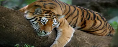 Produktbild von Tulup® Leinwandbild - 125x50 cm - Wandkunst - Drucke auf Leinwand - Leinwanddruck  - Tiere - Braun - Tiger auf Baum