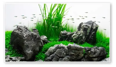 Zdjęcie produktu dla Amtra Wave A8011597 Podkład fotograficzny Amazonia, dwustronny, w opakowaniu blistrowym, 45 x 100 cm