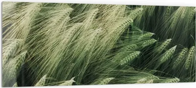 Produktbild von DEQORI Küchenrückwand Glas 125x50 cm 'Getreidefeldidylle' Spritzschutz Bad Rückwand Küche