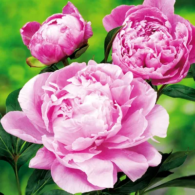 Zdjęcie produktu dla Paeonia Piwonia sadzonka Dr. Alex Fleming 1 szt Piwonie sadzonki Pachnąca