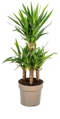 Produktbild von Yucca Elephantipes - 90-110cm - Ø30cm - Zimmerpflanze - Immergrün