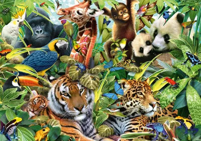 Immagine prodotto di Il colorato mondo degli animali