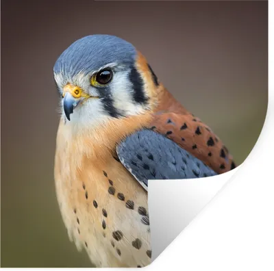 Produktbild von MuchoWow® Wandtattoo Wandsticker Wandaufkleber Vogel - Makro - Blau 100x100 cm Selbstklebend und Repositionierbar - Wierderverwendbar - Selbstklebend