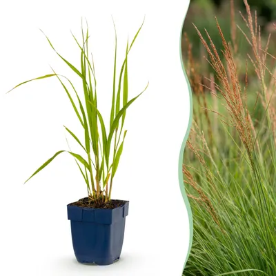 Produktbild von Molinia caer. Heidebraut – Pfeifengras – mit Rispen – grün – 12 Pflanzen - 15-25cm - Ø11cm - Gartenpflanze