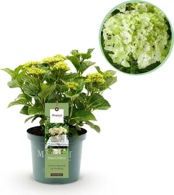 Produktbild von Hortensie Magical Noblesse Hydrangea macrophylla Weiß Balkonpflanze 23cm 55cm