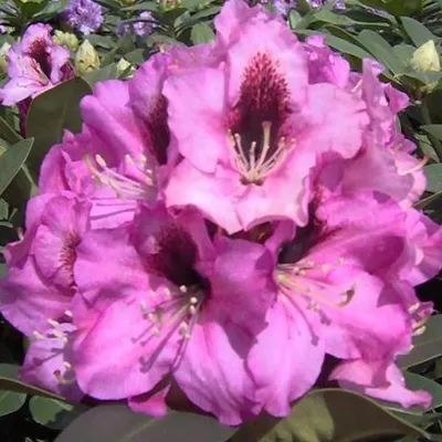 Obrázek produktu pro Rhododendron 'Kokardia' | 40-50 cm v kontejneru