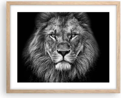 Produktbild von Gerahmtes Poster - Rahmen in heller Eiche - Porträt Löwe Schwarzweiß - 50x40 cm - Wand Bild - Wanddeko - Wandbilder - Kunstposter - Wandposter - Bilderrahmen - Bilder - Kunstdruck - P2NAA50x40-4494