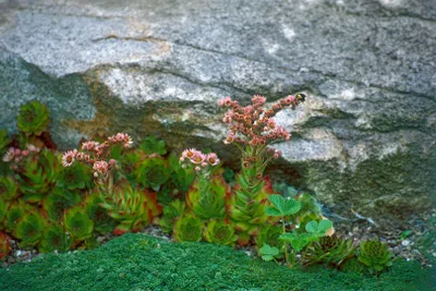 Produktbild von Sempervivum montanum, Hauswurz, ca. 9x9 cm Topf