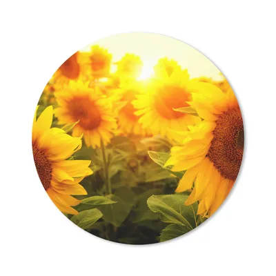 Produktbild von MuchoWow® Mauspad Mousepad Sonnenblume - Gelb - Blumen - Sonne 20x20 cm - Mousepads - Maus Mat - Pad - Mausunterlage - Schreibtischmatte - Schulsachen