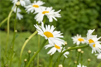 Produktbild von Wiesen-Margerite - Leucanthemum ircutianum - Heimische Blütenpracht für naturnahe Gärten, im Topf 12 cm - 12 cm