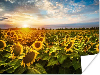 Produktbild von MuchoWow® Poster Blumen - Sonnenblume - Himmel 40x30 cm - Plakate für die Wände - Poster Wohnzimmer
