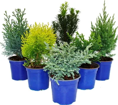 Image de Set de conifères nains avec 6 plantes - petits conifères pour massifs et balcons - en pot de 10,5cm