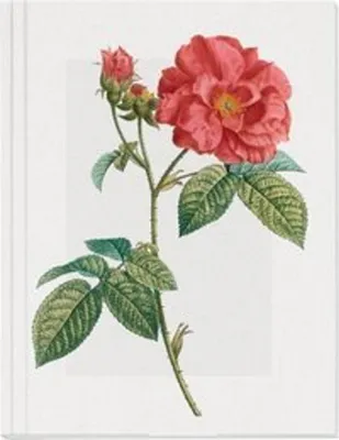 Produktbild von Geschichte der Rose Großes Notizheft Motiv Französische Rose