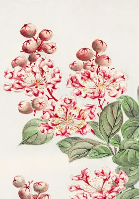 Zdjęcie produktu dla Plakat 70x100cm Sarusubi Blossoms, Morikaga Japoński Vintage