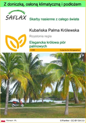 Zdjęcie produktu dla SAFLAX - Garden to go - Kubańska Palma Królewska - 8 Nasiona - Z doniczką, pokrywą klimatyczną i podłożem do uprawy - Roystonia regia