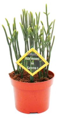 Obrázek produktu pro Sukulentní rostlina – Crassula muscosa – Harmony in Green – květináč 10 cm