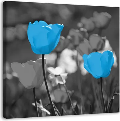 Produktbild von Leinwandbild blaue tulpen auf einer wiese 40x40 cm Feeby blau wandbild bereit zum aufhängen