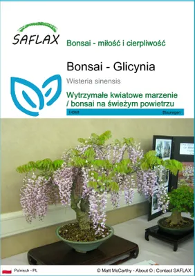 Zdjęcie produktu dla SAFLAX - Bonsai - Glicynia - 4 Nasiona - Wisteria sinensis