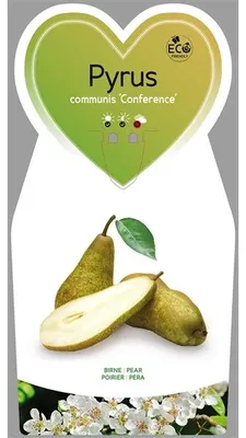 Zdjęcie produktu dla Birnbaum 'Conference' ok. 120 cm - Pyrus com. conference - Herbstbirne