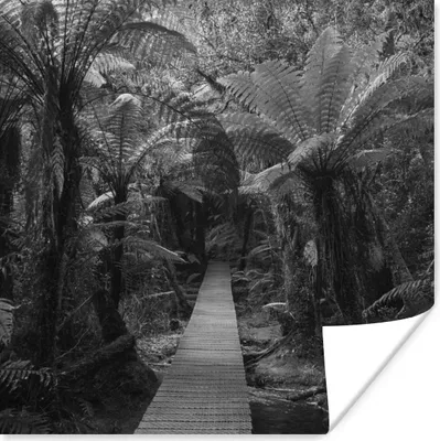 Produktbild von MuchoWow® Poster Neuseeland - Pfad - Dschungel 100x100 cm - Babyzimmer
