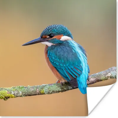 Produktbild von MuchoWow® Poster Vogel - Eisvogel - Tiere - Zweig 75x75 cm - Wand Dekoration