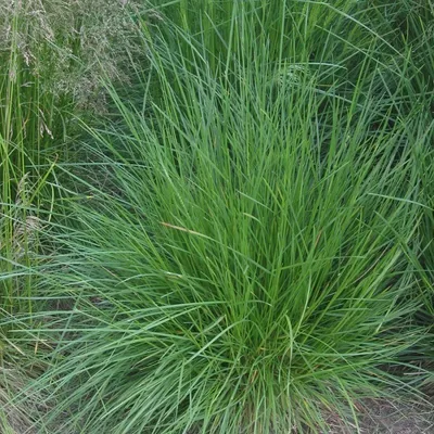 Produktbild von 6 x Rasen Schmiele - Deschampsia cespitosa  | Topf 9cm x 9cm