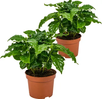 Produktbild von Bloomique - 2er Set - Coffea Arabica - Kaffeepflanze - Pflegeleicht - Luftreinigend - Höhe 20-30 cm - Topf 12 cm