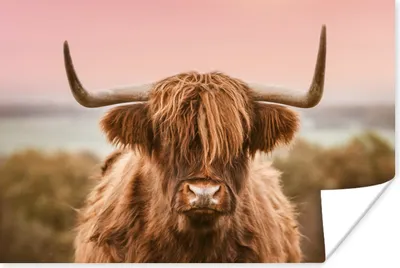 Produktbild von MuchoWow® Poster Kuh - Schottischer Highlander - Tier 60x40 cm - Schlafzimmerdekoration