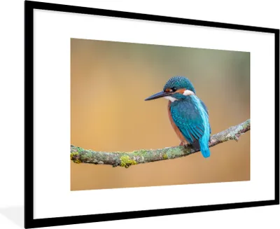 Produktbild von MuchoWow® Gerahmtes Poster Vogel - Eisvogel - Tiere - Zweig 90x60 cm - Poster mit Schwarzem Bilderrahmen Wandposter Rahmen Foto Bilder - Wanddekoration - Fotos