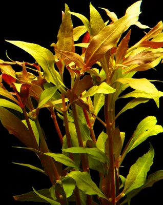 Produktbild von 1 Bund Papageienblatt (Alternanthera Reineckii)