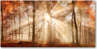Produktbild von Tulup Glas-Bild -140x70- Wandkunst Dekorative Wand für Küche & Wohnzimmer - Landschaften - Nebel Herbst Wald - Orange