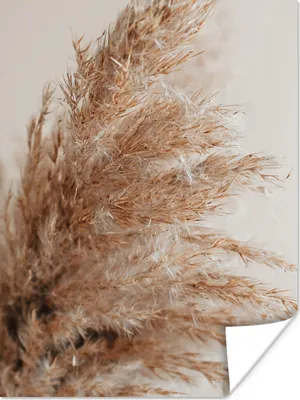 Produktbild von MuchoWow® Poster Gras - Pflanzen - Natur - Pampasgras 120x160 cm - Wandbilder