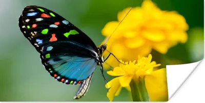 Produktbild von MuchoWow® Poster Schmetterling - Blume - Tier - Insekt 40x20 cm - Poster für die Wand - Poster Schlafzimmer