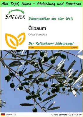 Produktbild von SAFLAX Garden to go - Ölbaum - Olea europea - 20 Samen - Mit Topf, Klima - Deckel und Anzuchtsubstrat