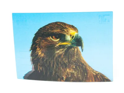 Produktbild von 3 D Ansichtskarte Steinadler, Adler Postkarte Wackelkarte Hologrammkarte Tiere Vogel