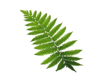 Produktbild von Glasbild Green Leafs III 50x50 cm