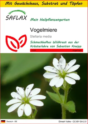 Produktbild von SAFLAX Anzucht Set - Vogelmiere - Stellaria media - 1000 Samen - Mit Mini-Gewächshaus, Anzuchtsubstrat und 2 Töpfen