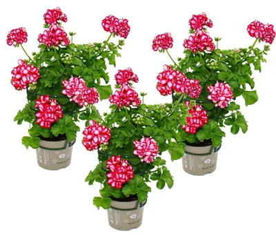 Produktbild von Geranien hängend - Pelargonium peltatum - 12cm Topf - Set mit 3 Pflanzen - zweifarbig rot-weiß