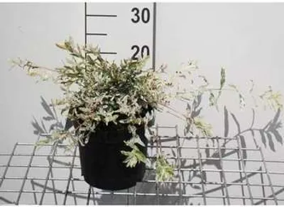 Produktbild von Salix integra 'Hakuro Nishiki' - Weide 40- 50 cm - Container