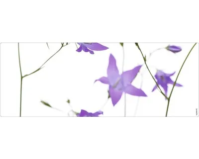 Produktbild von Badrückwand mySPOTTI aqua Glockenblume 120x45 cm