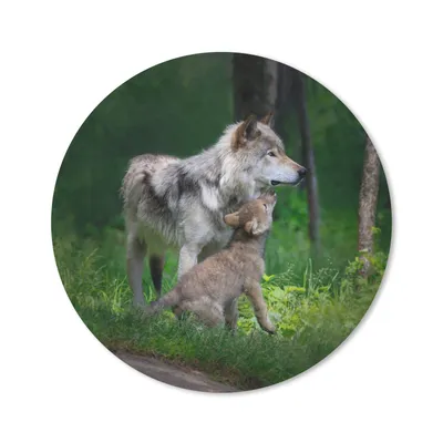 Produktbild von MuchoWow® Mauspad Mousepad Wolf - Baby - Wald 40x40 cm - Mousepads - Maus Mat - Pad - Mausunterlage - Schreibtisch Accessoires