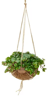 Obrázok produktu pre Kokodama - Sedum Tornádo v závesnej nádobe Kokodama - Sedum makinoi - cca 15cm