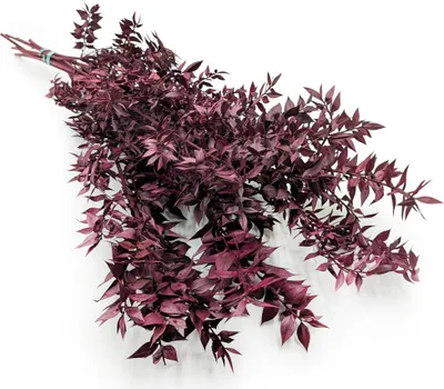 Produktbild von Ruscus Stabilisierte - (Ruscus) - Kirschrot