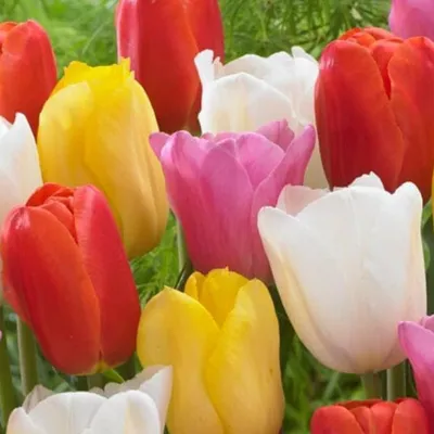 Productafbeelding van Winterharde, meerjarige tulpenbollen - Budgetcollectie - 50 bloembollen - Exclusieve planten uit Nederland - Tulpenbollen voor tuin, potten en balkon (grote bollen, geen zaden, niet kunstmatig)