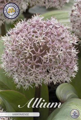 Artikelbild 2 von 'Blauzungen Lauch (5 Stück)' aus der Kategorie Zierlauchzwiebeln / Allium