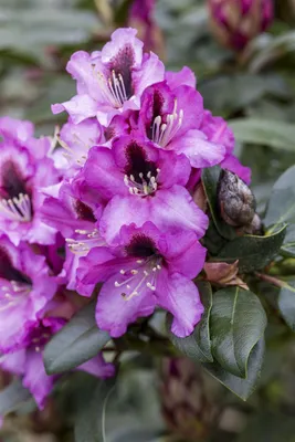 Produktbild von Rhododendron Hybr. 'Libretto', rosa Blüten, 30–40 cm